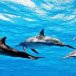 La ULPGC vigilará las enfermedades de los cetáceos en España