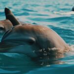Una investigación científica internacional afirma que los delfines distinguen objetos que se diferencian por milímetros